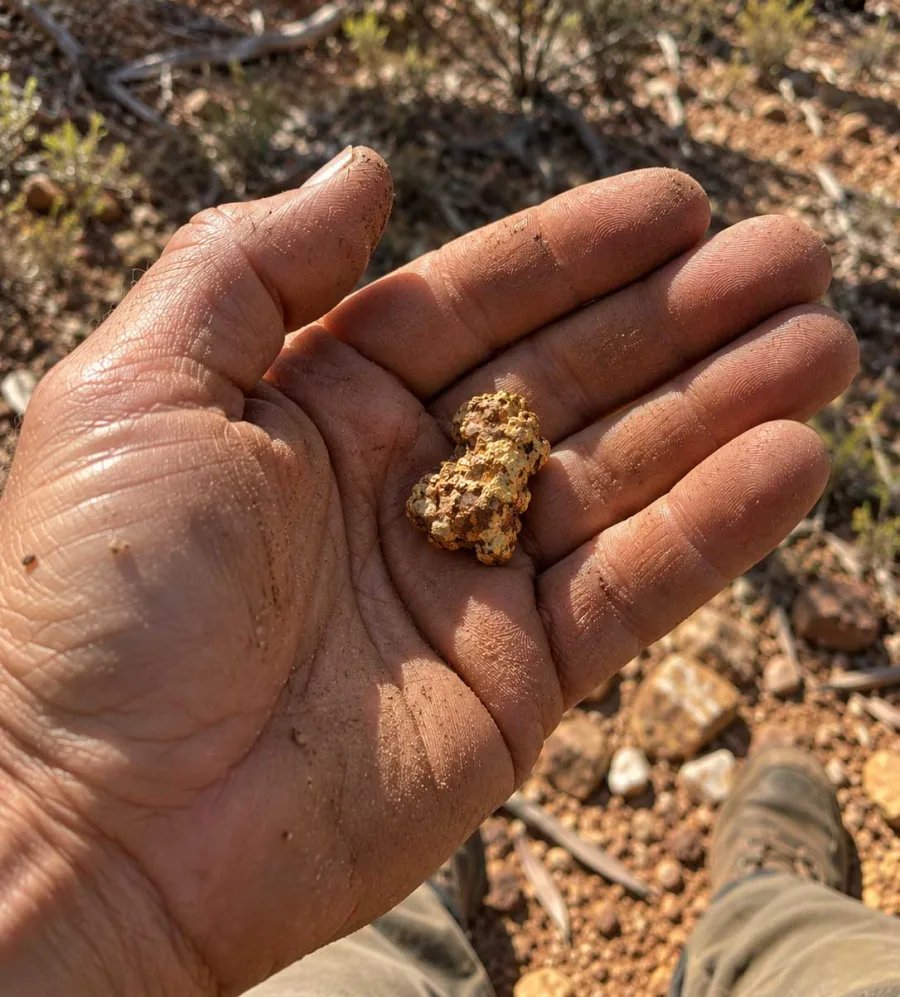 A prospector's dusty open hand holding a gold nugget, out on red goldfields ground.
